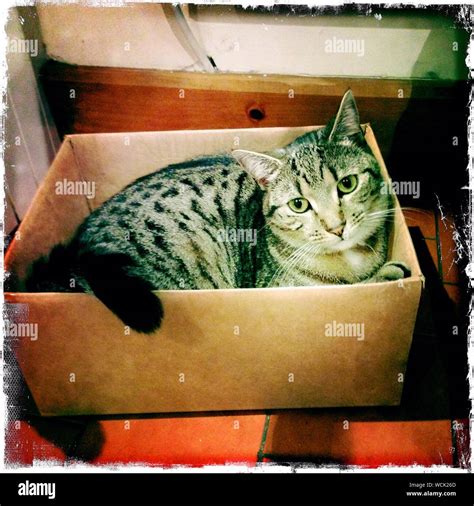 Cat Cardboard Box Hi Res Stock Photography And Images Alamy