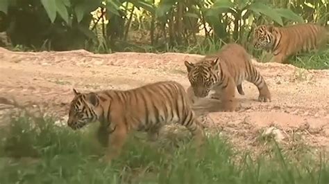 Watch Rare Sumatran Tiger Cubs Make Debut At Sydney Zoo Euronews