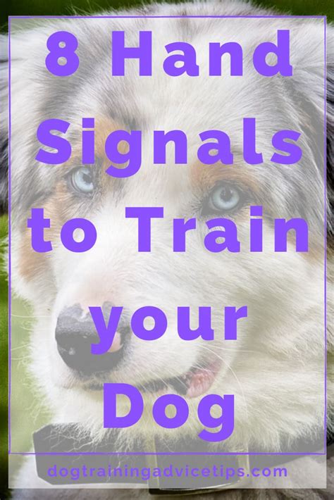 8 Hand Signals To Train Your Dog Training Your Dog Dog Training Dog