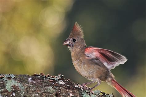 Juvenile Female Cardinal Take Off Free Stock Photo