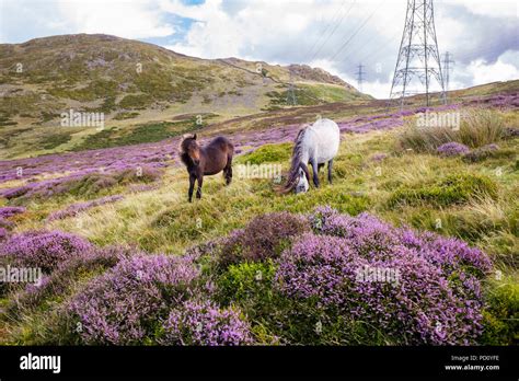 Heather Moorland Habitat Hi Res Stock Photography And Images Alamy