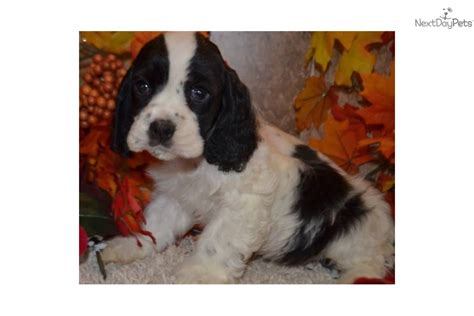 We are located in the ozarks of missouri just west of springfield mo. AKC FEMALE BLACK PARTI COCKER SPANIEL PUPPY | Cocker ...
