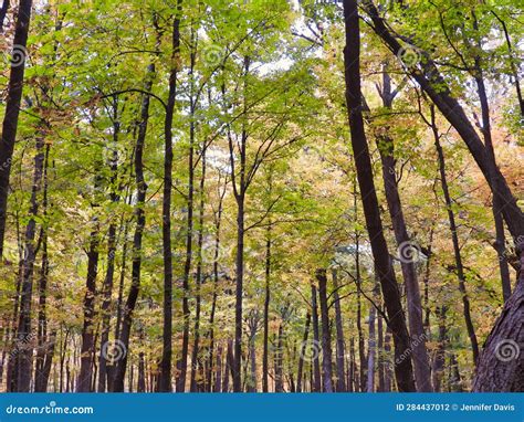 Fall Foliage In A Forest In The Morning Stock Photo Image Of Blue
