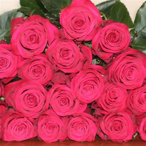 Roseberry Roses Florabundance Wholesale Flowers