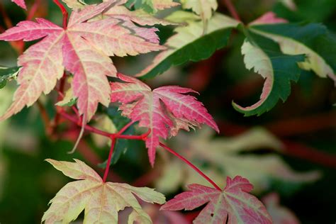 Brown Leaves On Japanese Maple Trees Whats The Cause