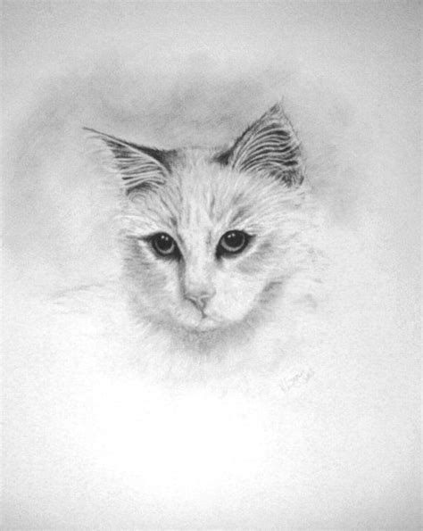 Pencil Drawing Of Long Haired Cat By Littlesilverfingers