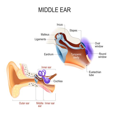 The Anatomy Of The Middle Ear Audiocardio Sound Therapy And Hearing