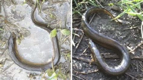 Kent Eel Death Investigation Launched By Environment Agency Bbc News