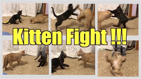 Kitten Fight Youtube