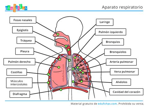 Partes Del Sistema Respiratorio Diagrama Etiquetado Images And Photos