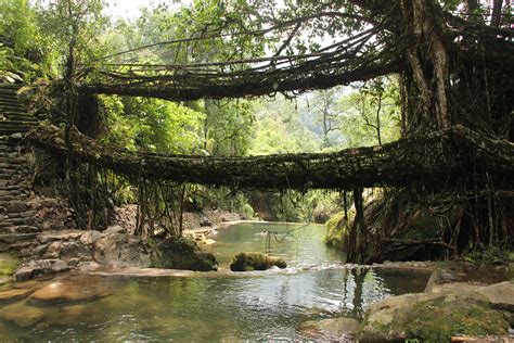 Living Roots Bridge In Meghalaya India 5184×3456 Os Photo