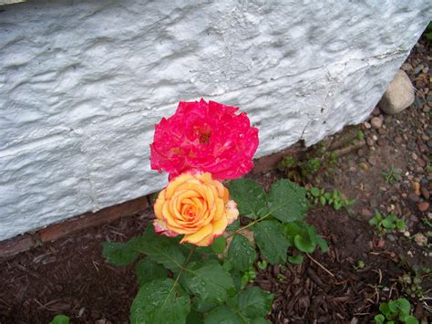 One Of My Beautiful Roses I Love The Two Different Colors ♥
