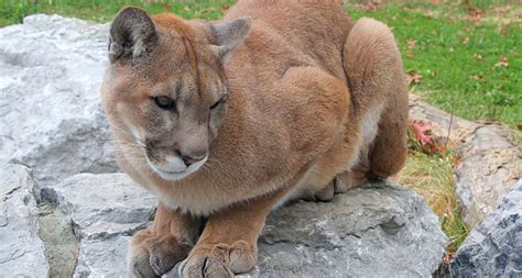 Cougars May Provide A Net Benefit To Humans Science News