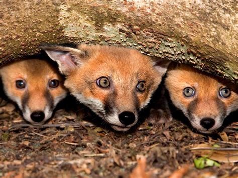 How Far Does A Fox Travel From Its Den Travel Poin