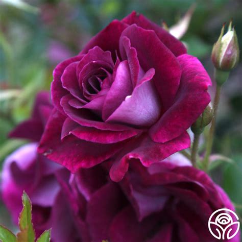 Burgundy Iceberg Rose Shrub Lightly Fragrant Heirloom Roses