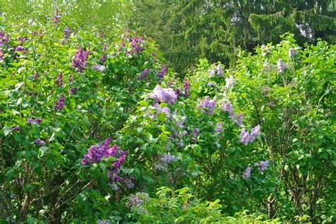 My Allee Of Fragrant Lilacs The Martha Stewart Blog