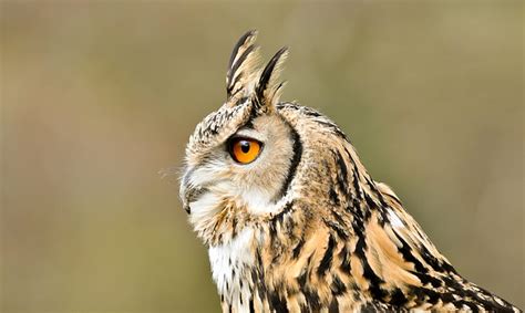 Hd Wallpaper Owl Long Eared Long Eared Bird Profile View Wallpaper Flare