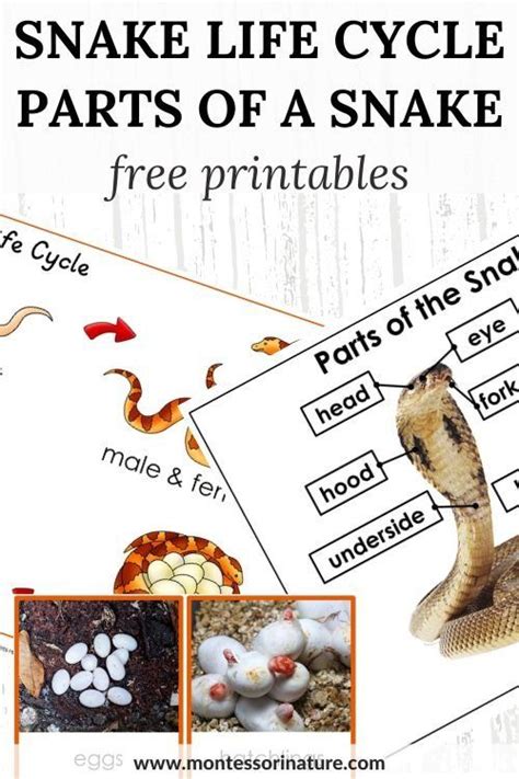 Snake Life Cycle And Parts Printable