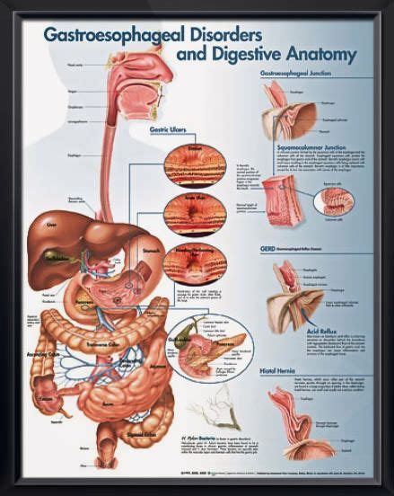 Esophagus Facts Functions Diseases Live Science