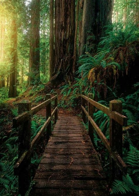 Pin By Kelly King On Nature Paysages Forest Photography Oregon