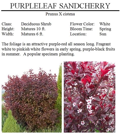 Purpleleaf Sand Cherry — The Garden Kingdom