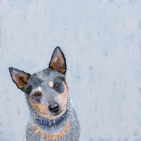 46 Blue Heeler Coloring Pages Firka Tein