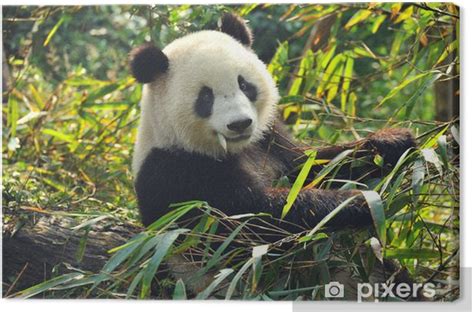 Obraz Na Plátně Hladový Medvěd Panda Jíst Bambus Pixerscz