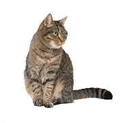 Still, this cat age calculator should give you a good idea of the seniority of your cat. Cat Years to Human Years Calculator - YoosFuhl.com