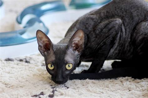 Cornish Rex Cat Breed Information And Characteristics