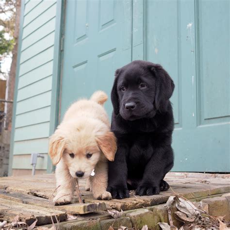 Your Cute For The Day Our 1st Pupperday With Golden