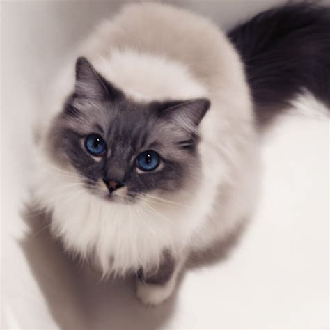 Ragdoll Cute Cats Cute Cats