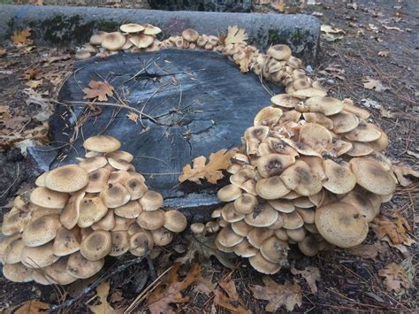 A Few Northern Ca Mushrooms Mushroom Hunting And Identification
