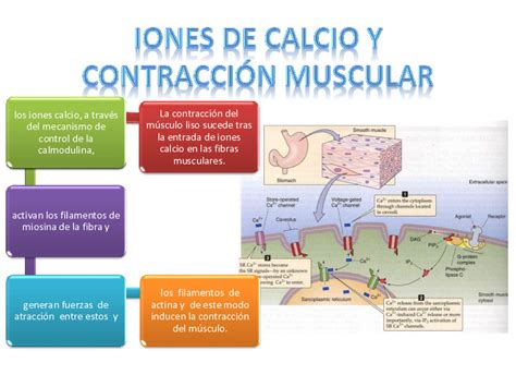 Download Pdf Iones De Calcio Y Contracción Muscular Oq1nrjov3z02