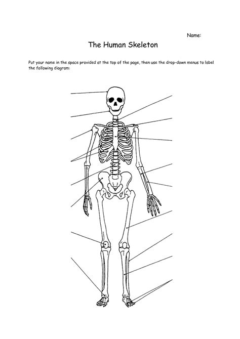 Printable Skeleton Labeling Worksheet