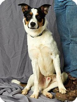 Adoptions at arf are conducted by appointment only. No longer listed- Tulsa, OK - Border Collie Mix. Meet Trek ...