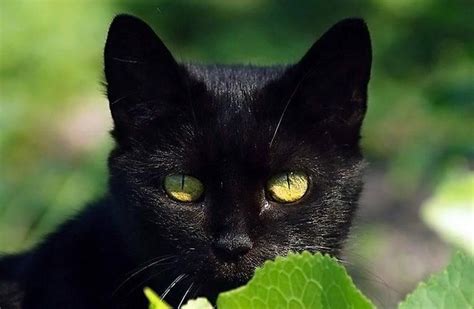 Bombay Black Cat Breeds With Yellow Eyes The Best Dogs And Cats