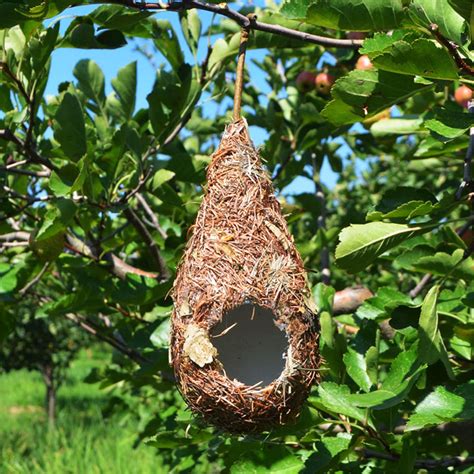 Natural Grass Bird Nest Hummingbird Birdhouse For Outside Etsy Canada