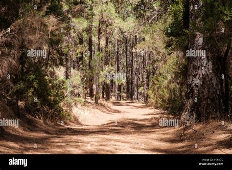 Path Road In Forest Landscape Pathway In Wilderness Nature Stock