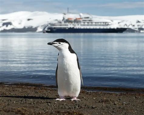 Chinstrap Penguin Facts Diet Habitat And Pictures On Animaliabio