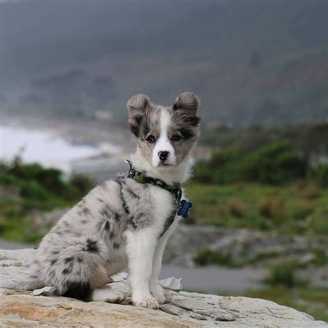 Cute Australian Shepherd Border Collie Mix Puppy Puppy Puppies