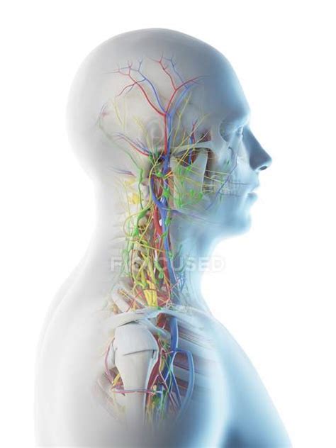 Male Head And Neck Anatomy Digital Illustration Biology Biological