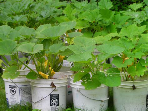 Also, they're highly mobile, meaning that you can put them in the best spots to. Summer squash in 5 gallon buckets | Lynda_2008 | Flickr