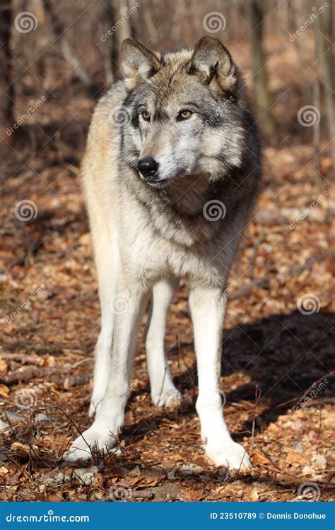 North American Gray Wolf Stock Image Image Of Mammal 23510789