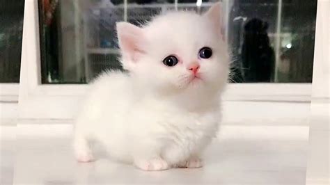 Marshmallow Munchkin Kittens So Cute It Hurts Youtube
