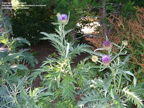Plant Identification Closed Thistle Tree With Pink Fuzzy Flowers 1