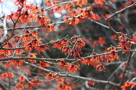 17 great flowering trees for residential landscaping. 8 Cold-Climate Flowering Shrubs and Small Trees for Early ...