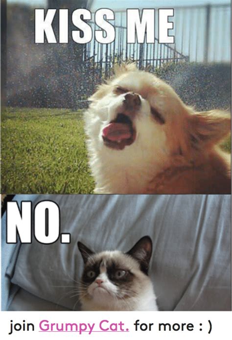 Grumpy Cat Memes Clean For Kids Grumpy Cat
