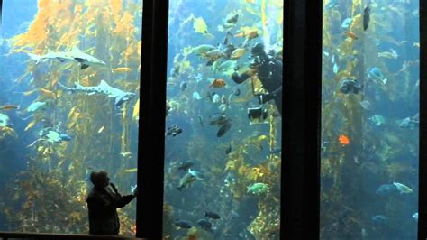 Monterey Bay Aquarium Daytrip Youtube