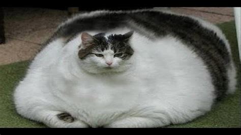 Fat Cat Vs Dice Mice Fun Strategypuzzle Game Blobcat