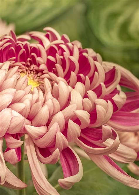 Pink Chrysanthemum Plant And Nature Photos Anitas Photoblog